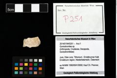 Foto (Objekt + Etikett) von Goniodromites sp.  (NHMW-GEO-2014-0194-0251)